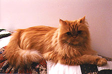 catpic1.jpg (17084 bytes)